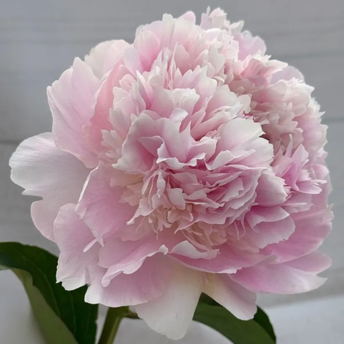 Alertie peony