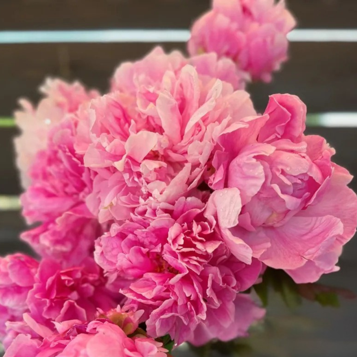 Alexander Fleming Peony