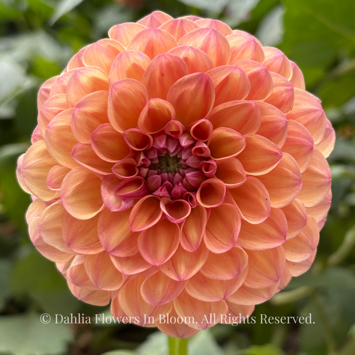 Autumn Times Dahlia
