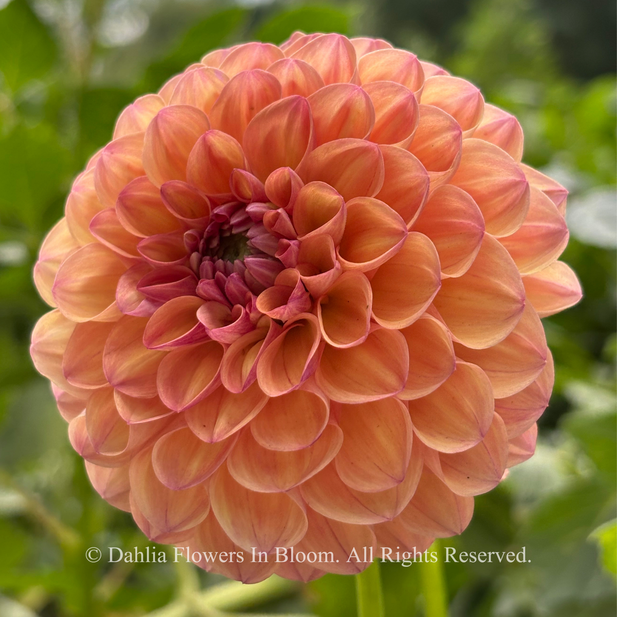 Autumn Times Dahlia
