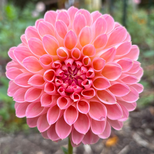 Barbarry Dominion Dahlia