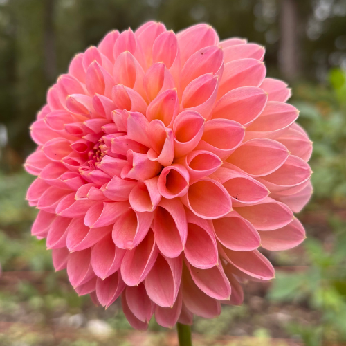 Barbarry Dominion Dahlia