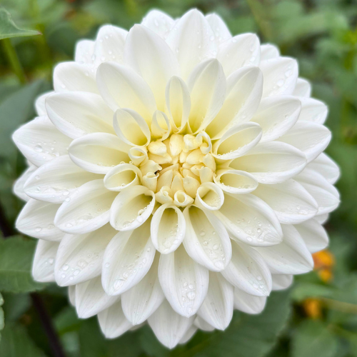 Blizzard Dahlia Tuber
