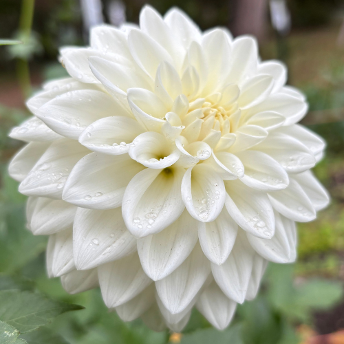 Blizzard Dahlia Tuber