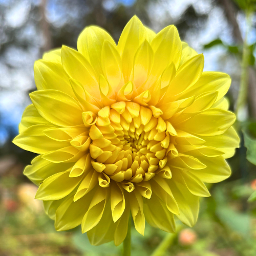 Bloomquist Barbara Dahlia Tuber