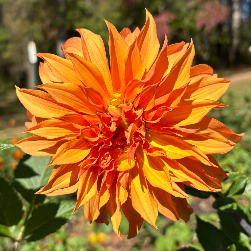 Bloomquist Snickerdoodle Dahlia Tuber