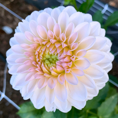Bloomquist Tory P Dahlia