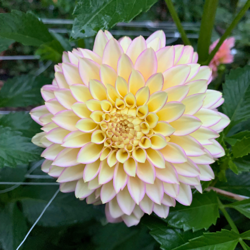 Bloomquist blush dahlia