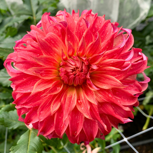 Bloomquist Jean Dahlia 