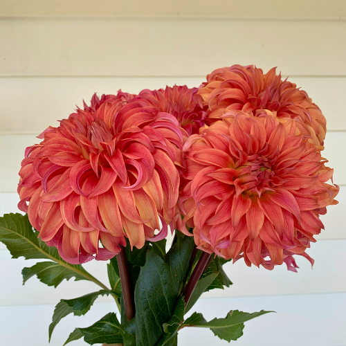 Bloomquist Jean Dahlia