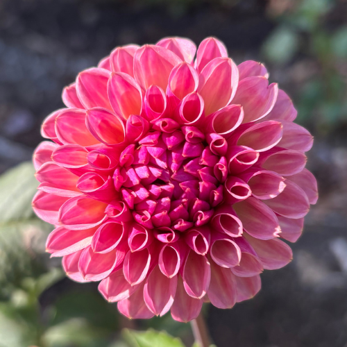 Bracken Rose Dahlia Tuber