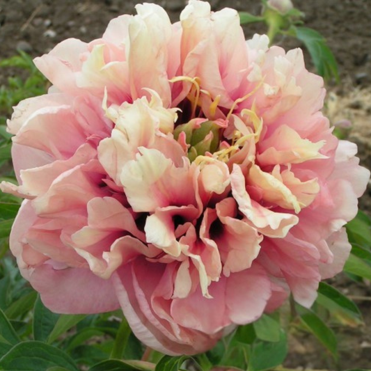Caroline Constabel Peony