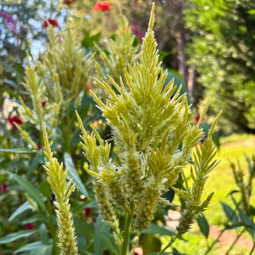 Celosia Seed
