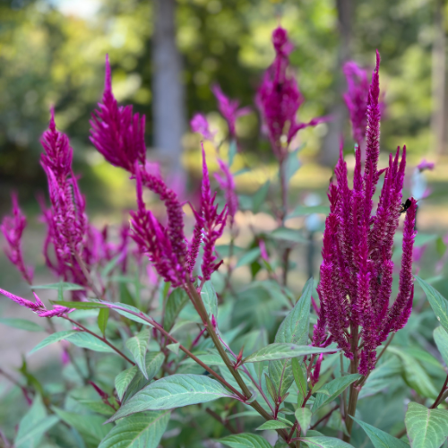 Celosia Seed