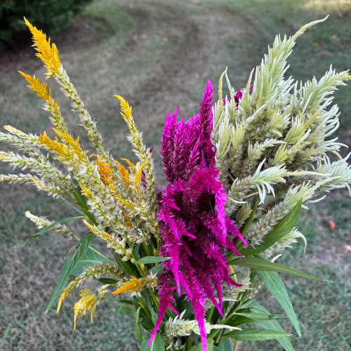 Celosia Seeds - Dahlia Flowers In Bloom