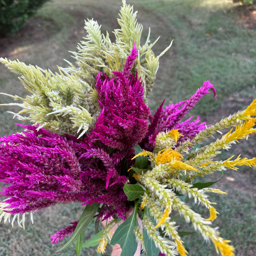 Celosia Seeds - Dahlia Flowers In Bloom