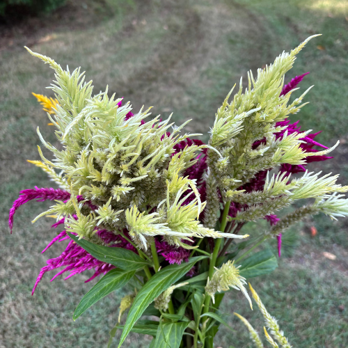 Celosia Seeds - Dahlia Flowers In Bloom