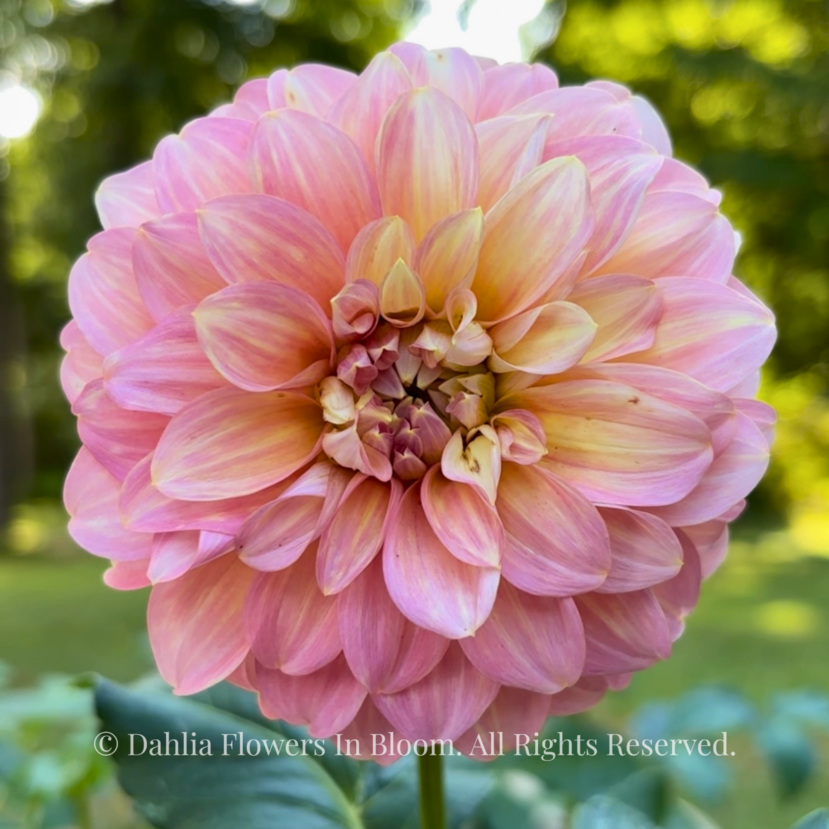  Coorabell Jessie dahlia