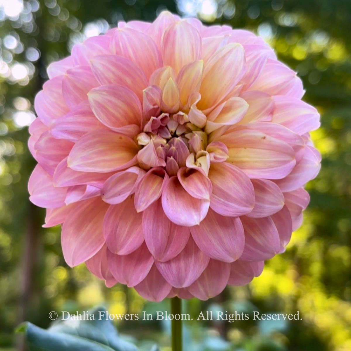  Coorabell Jessie dahlia