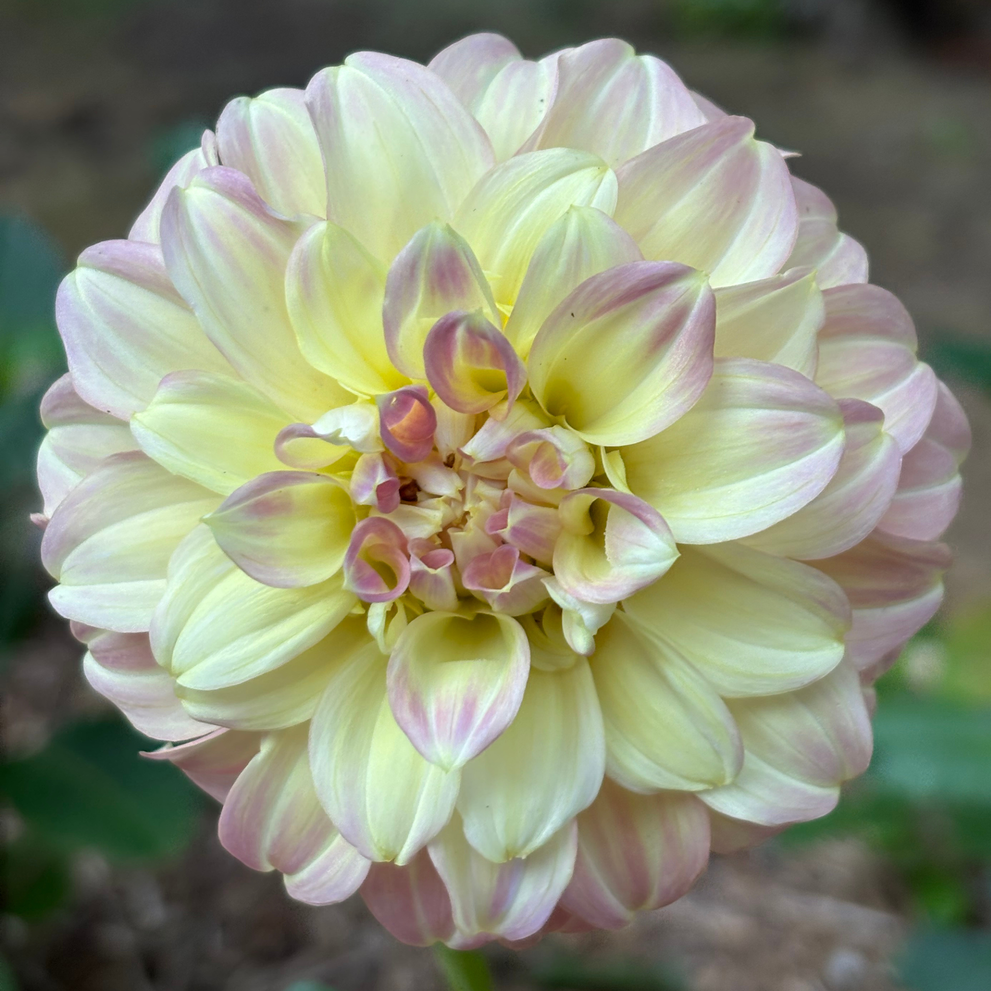 Coorabell astrid dahlia