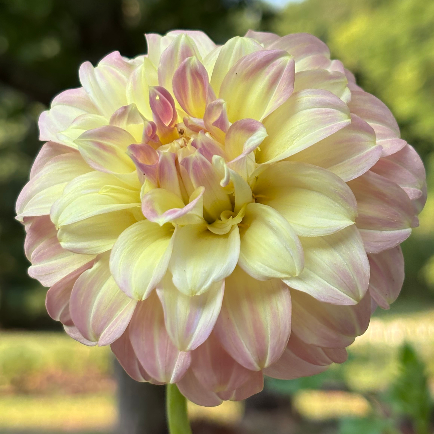 Coorabell astrid dahlia