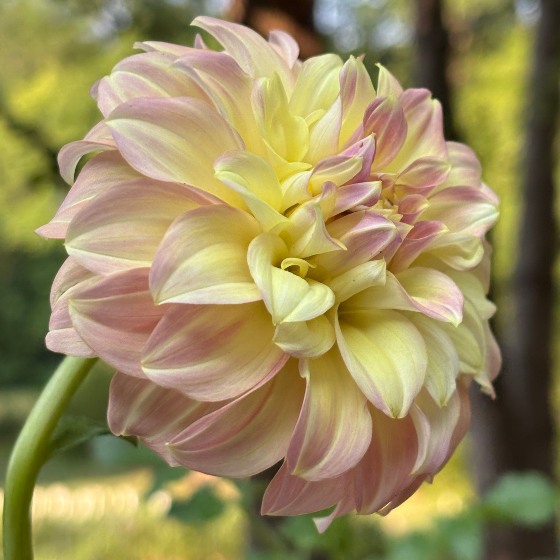 Coorabell astrid dahlia