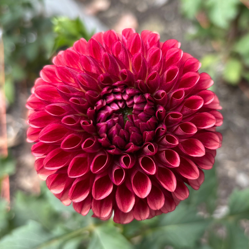 Copper Boy Dahlia Cutting Local Pickup ONLY - Dahlia Flowers In Bloom