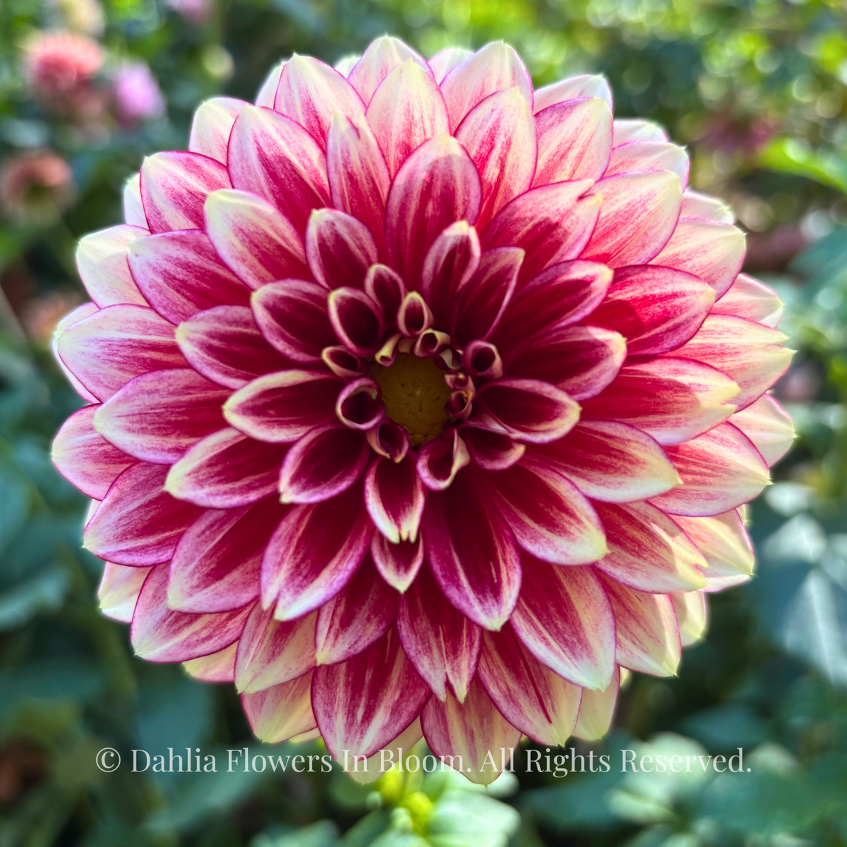 Coral Isle Dahlia Tubers