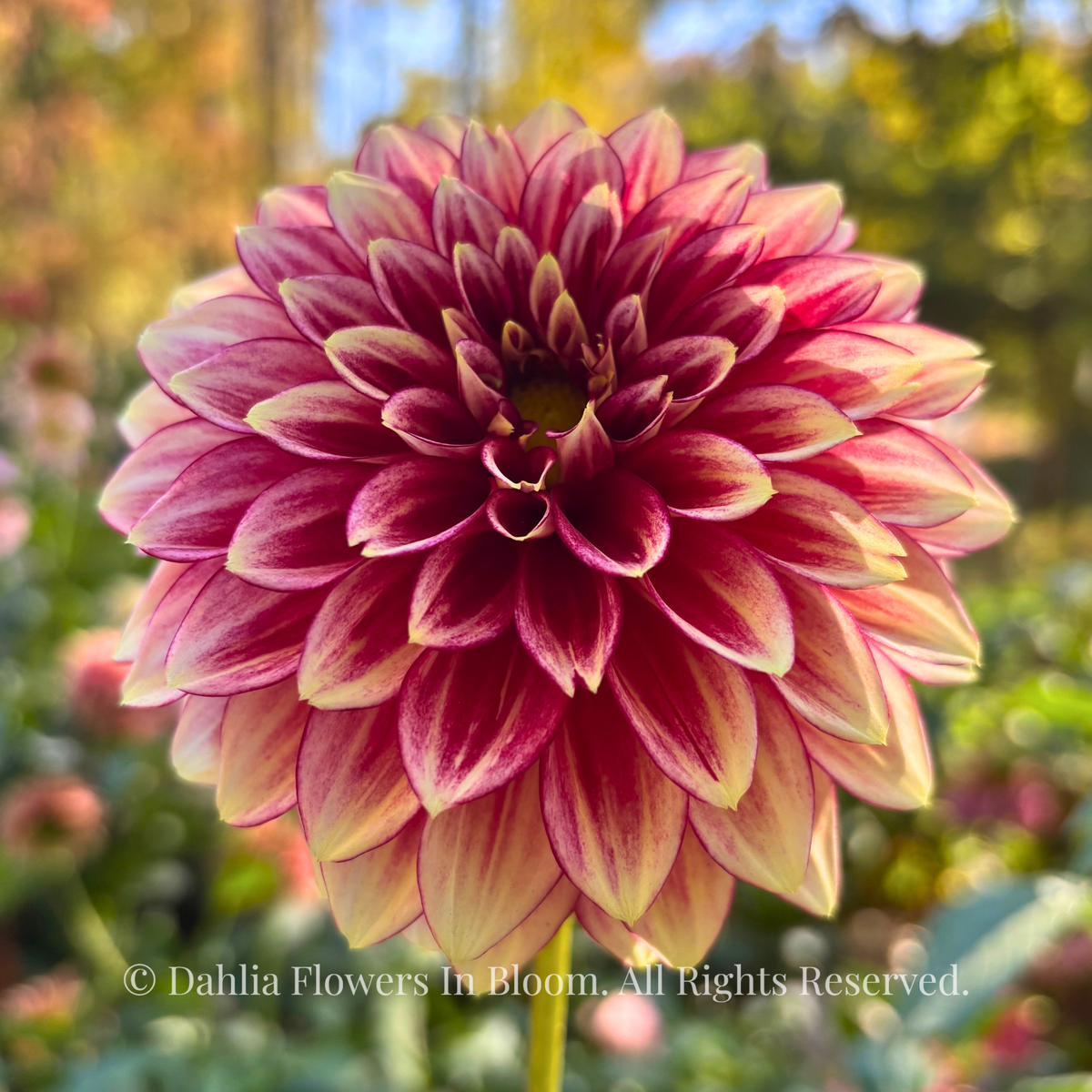 Coral Isle Dahlia Tubers