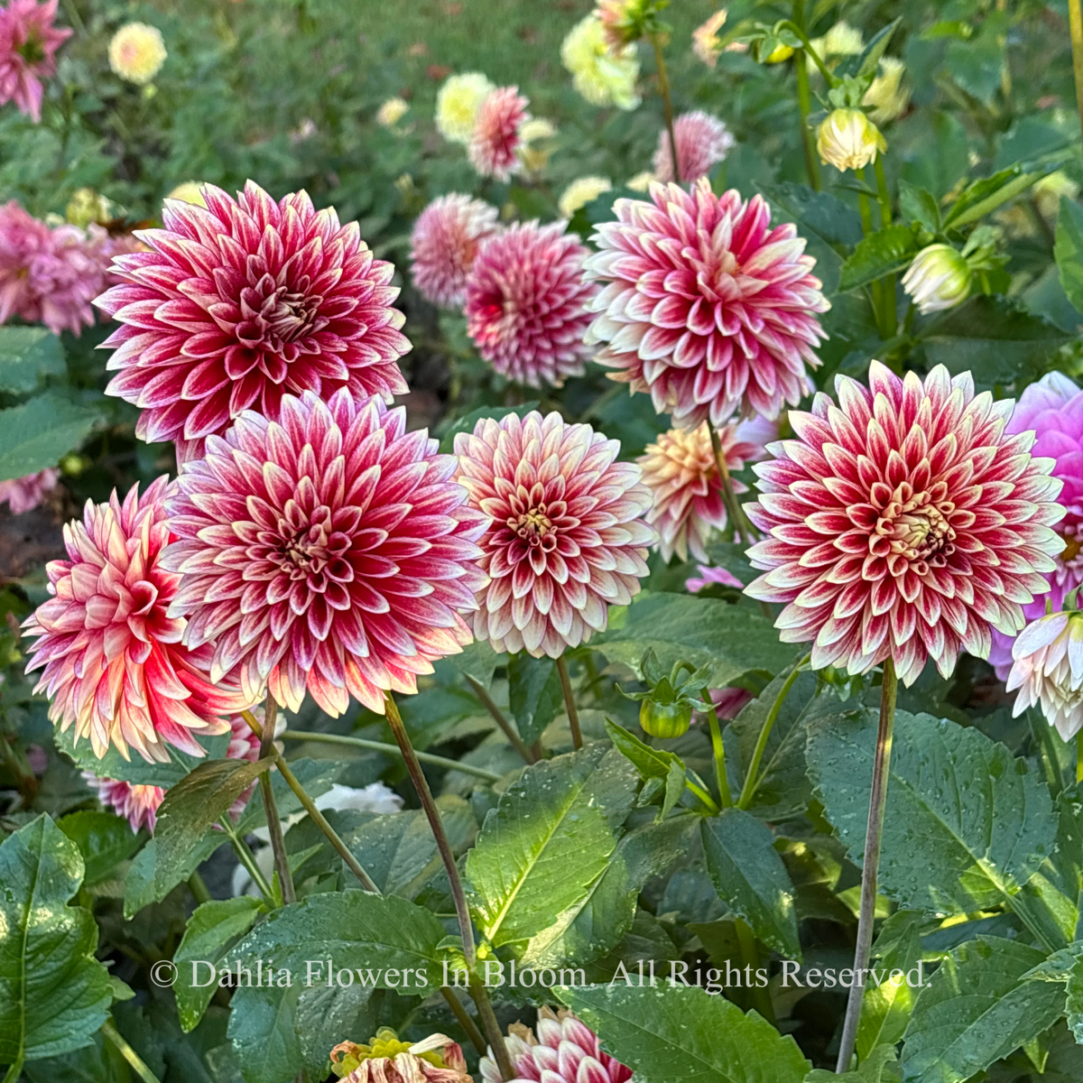 Coral Isle Dahlia Tubers