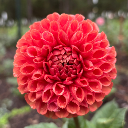Cornel Bronze Dahlia
