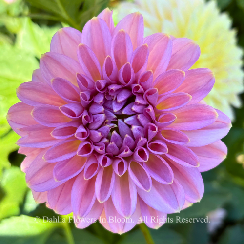 Cupcake Dahlia
