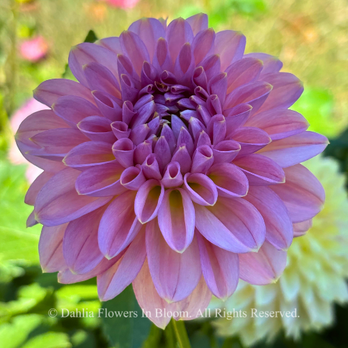 Cupcake Dahlia