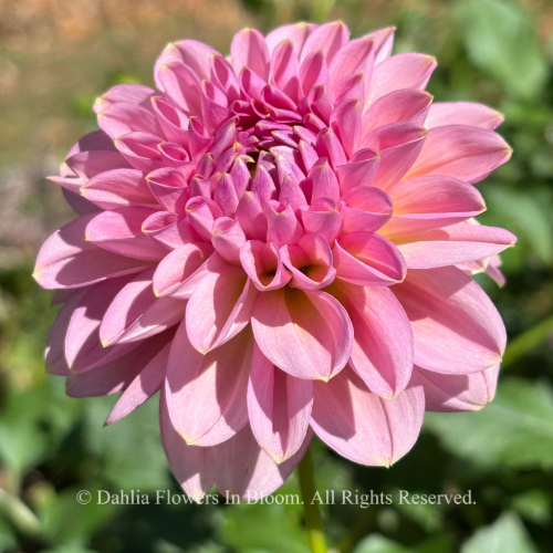 Cupcake Dahlia