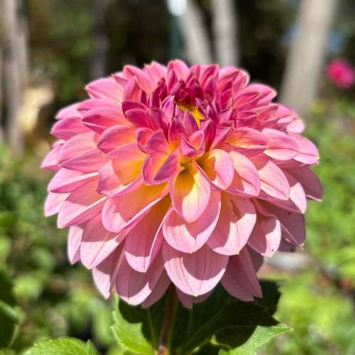 Cupcake Dahlia Tuber