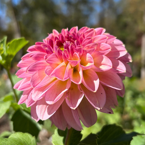 Cupcake Dahlia Tuber