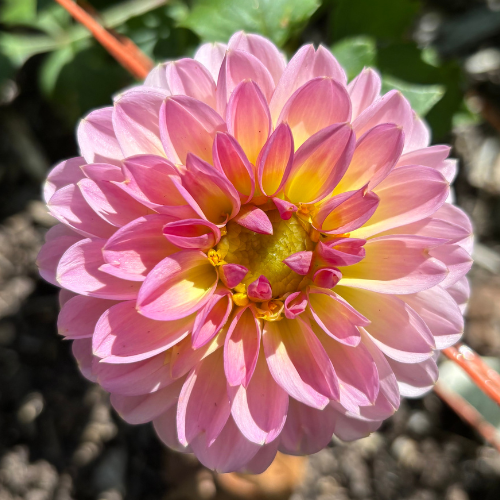 Cupcake Dahlia Tuber