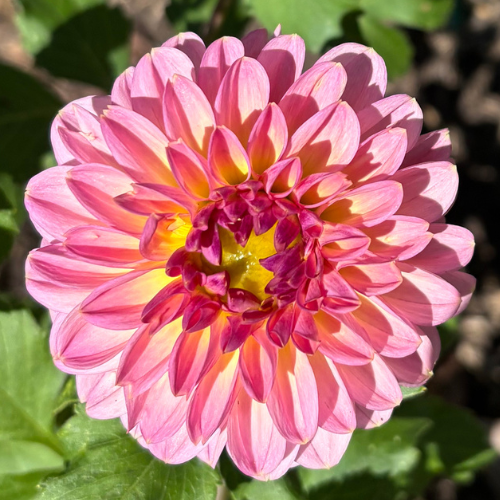 Cupcake Dahlia Tuber