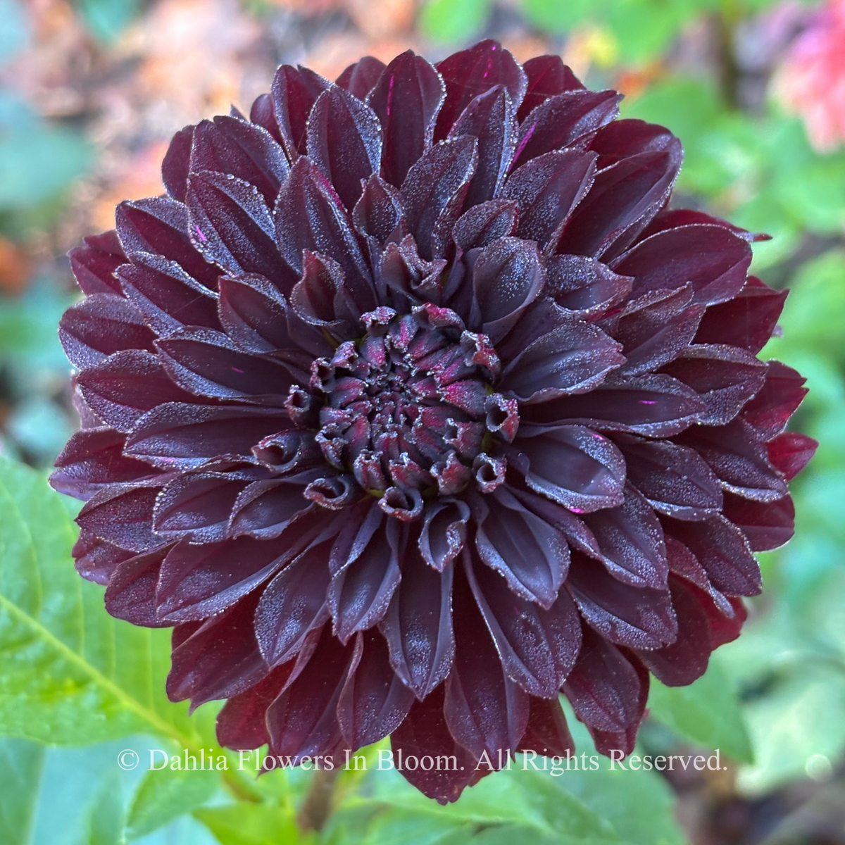 Czarny Charakter Dahlia 