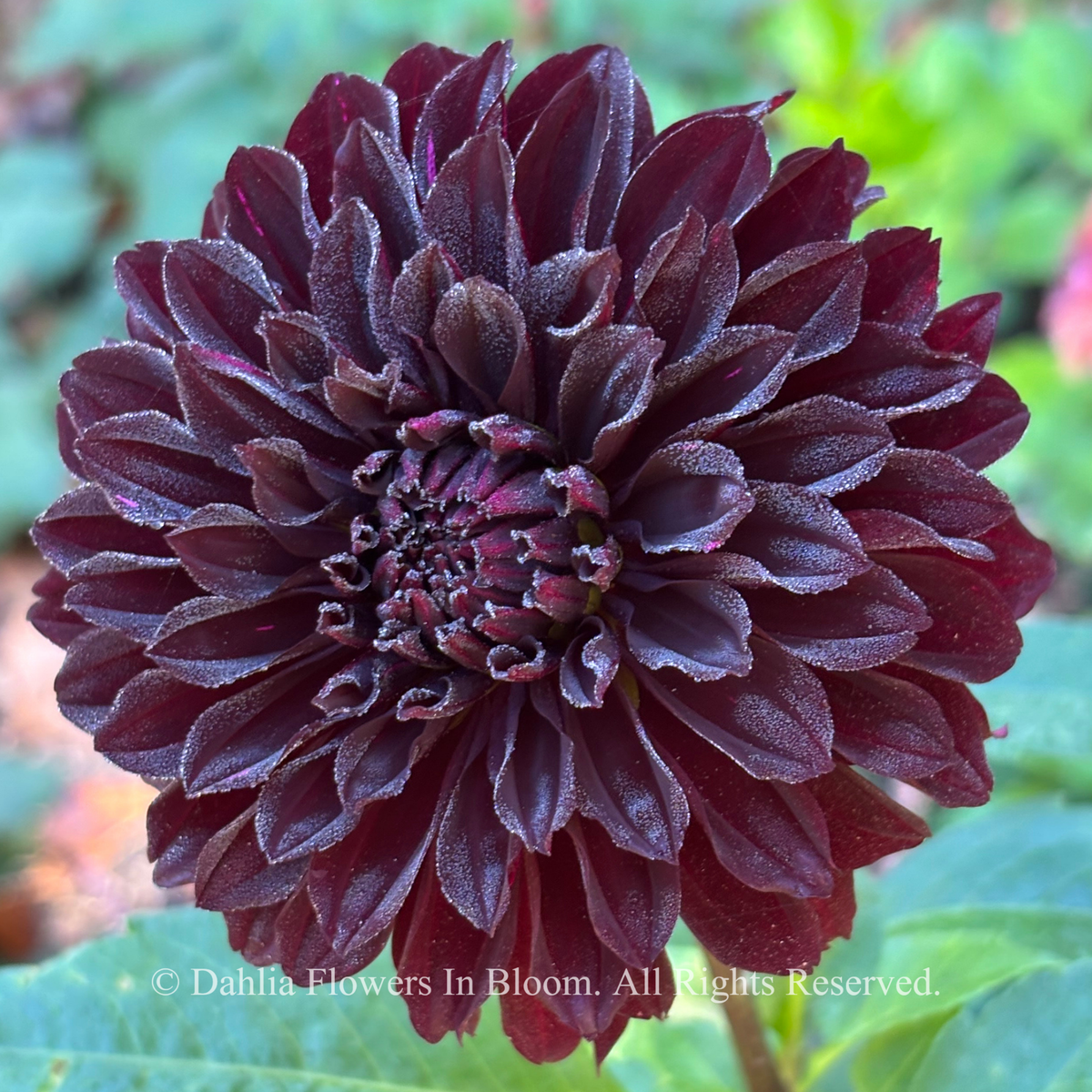 Czarny Charakter Dahlia 
