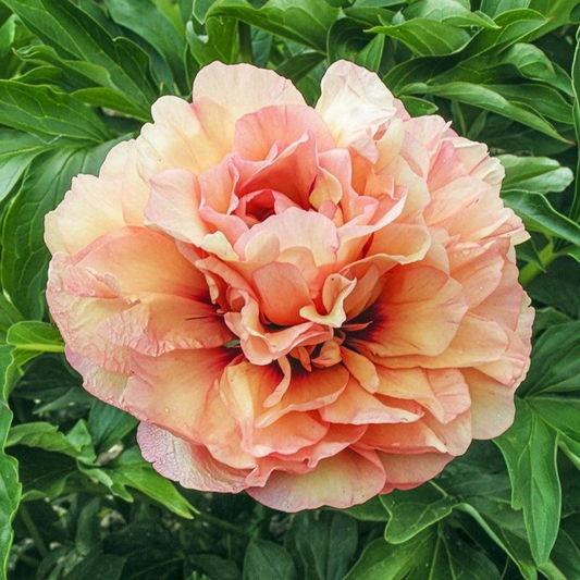Danse du Feu peony Root