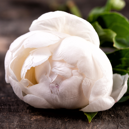 Duchesse de Nemours Peony Root