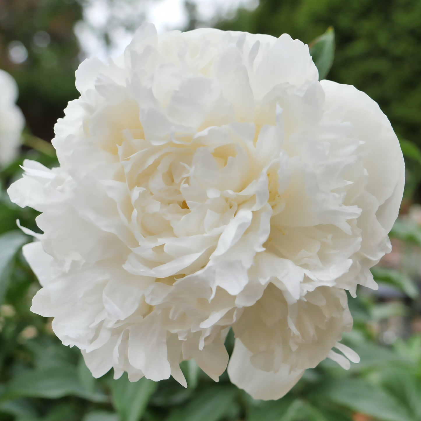 Duchesse de Nemours peony