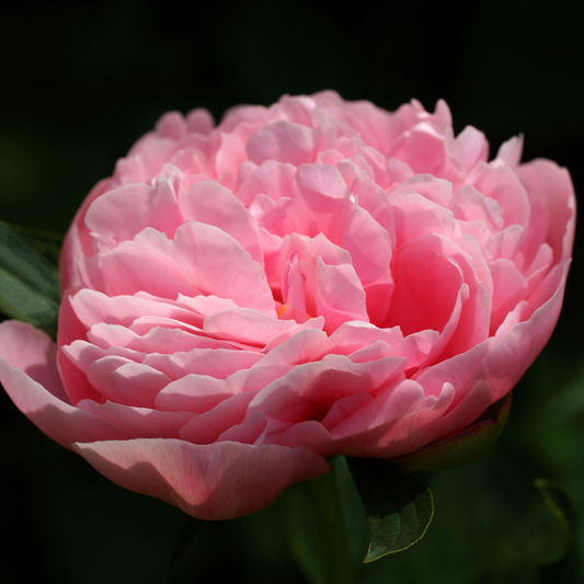 Etched Salmon Peony