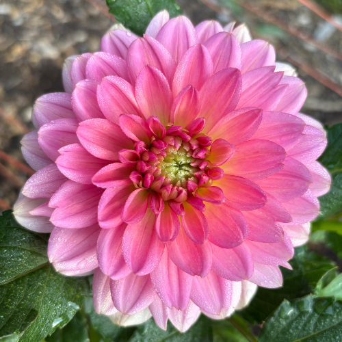 Fawn Dahlia Tuber