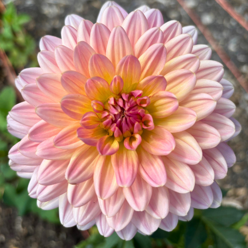 Fawn Dahlia Tuber