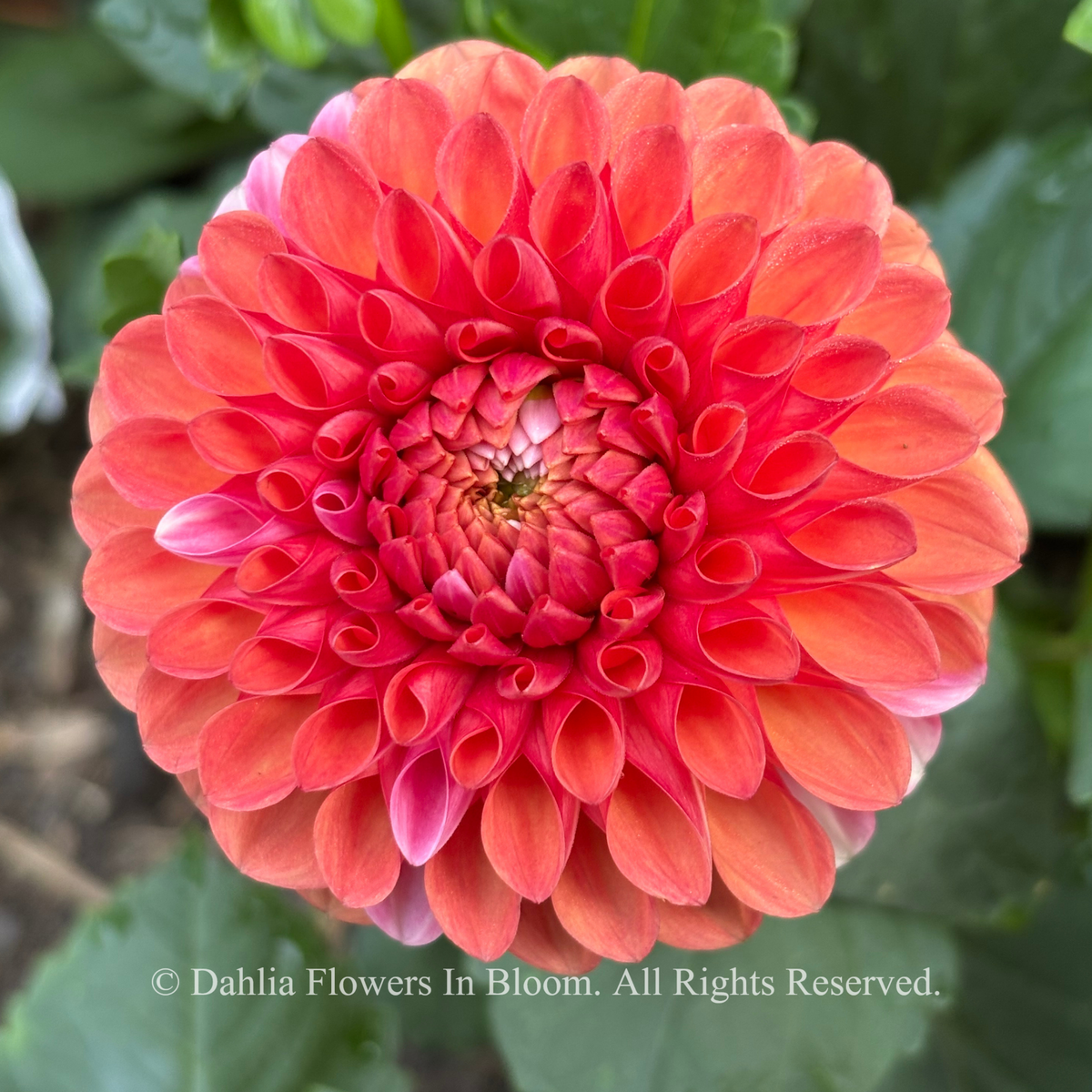 Florelie Angostura Dahlia Tuber