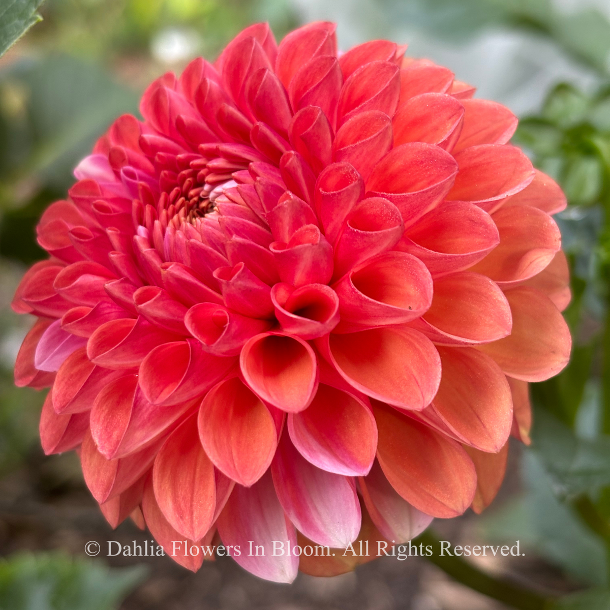 Florelie Angostura Dahlia Tuber