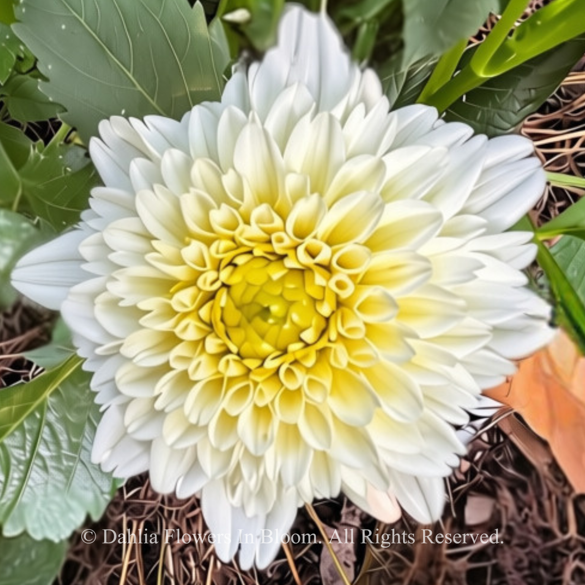 Florelie Chryssie 