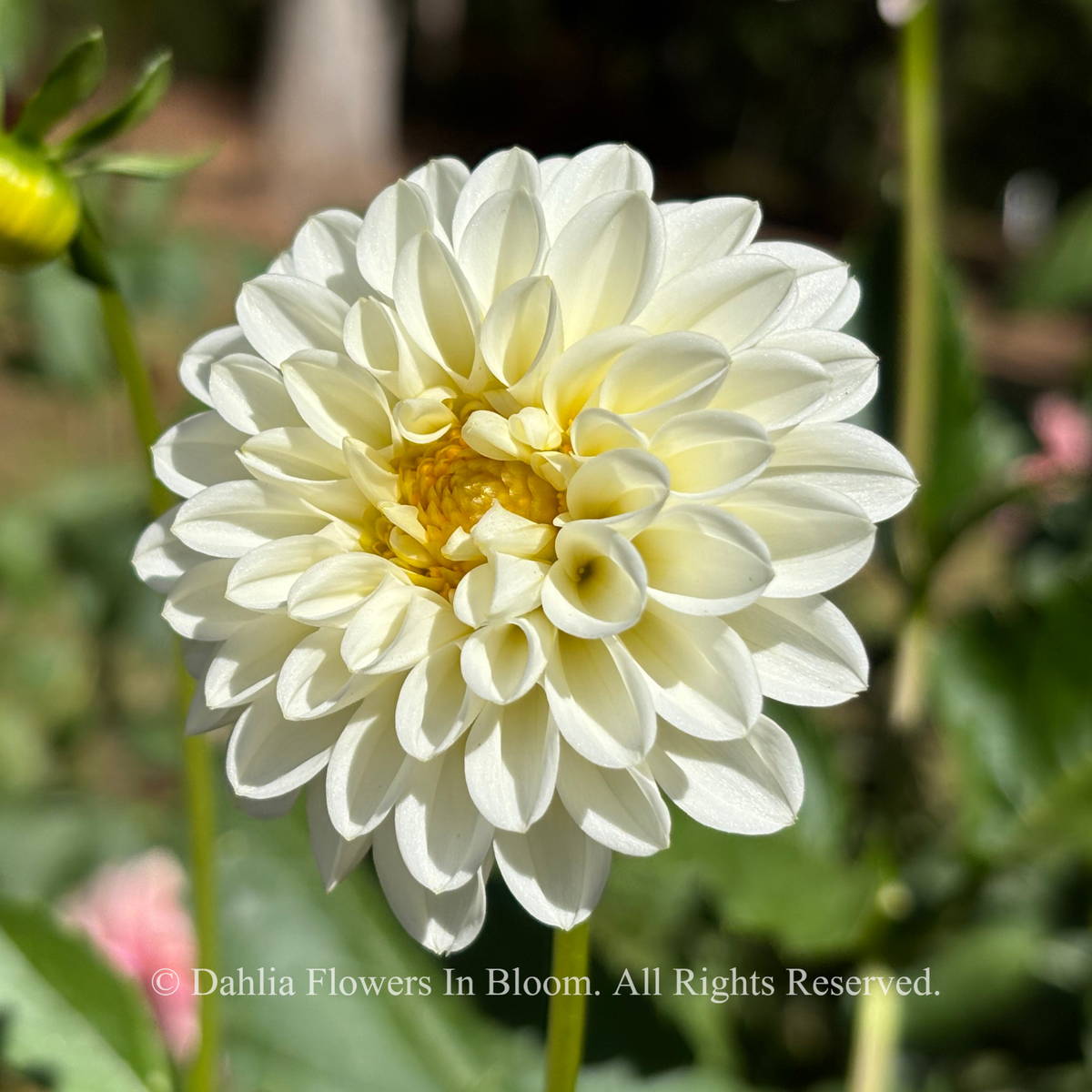 Florelie Chryssie